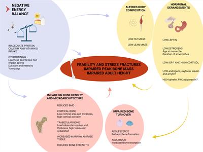 Bone health in functional hypothalamic amenorrhea: What the endocrinologist needs to know